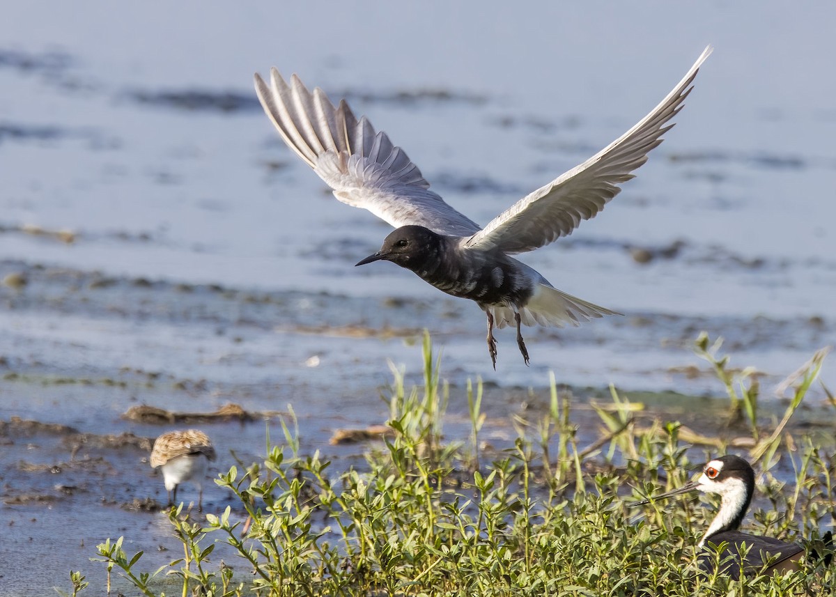 Black Tern - ML619870881