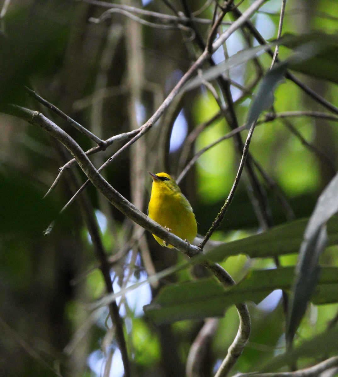 Blue-winged Warbler - ML619870885