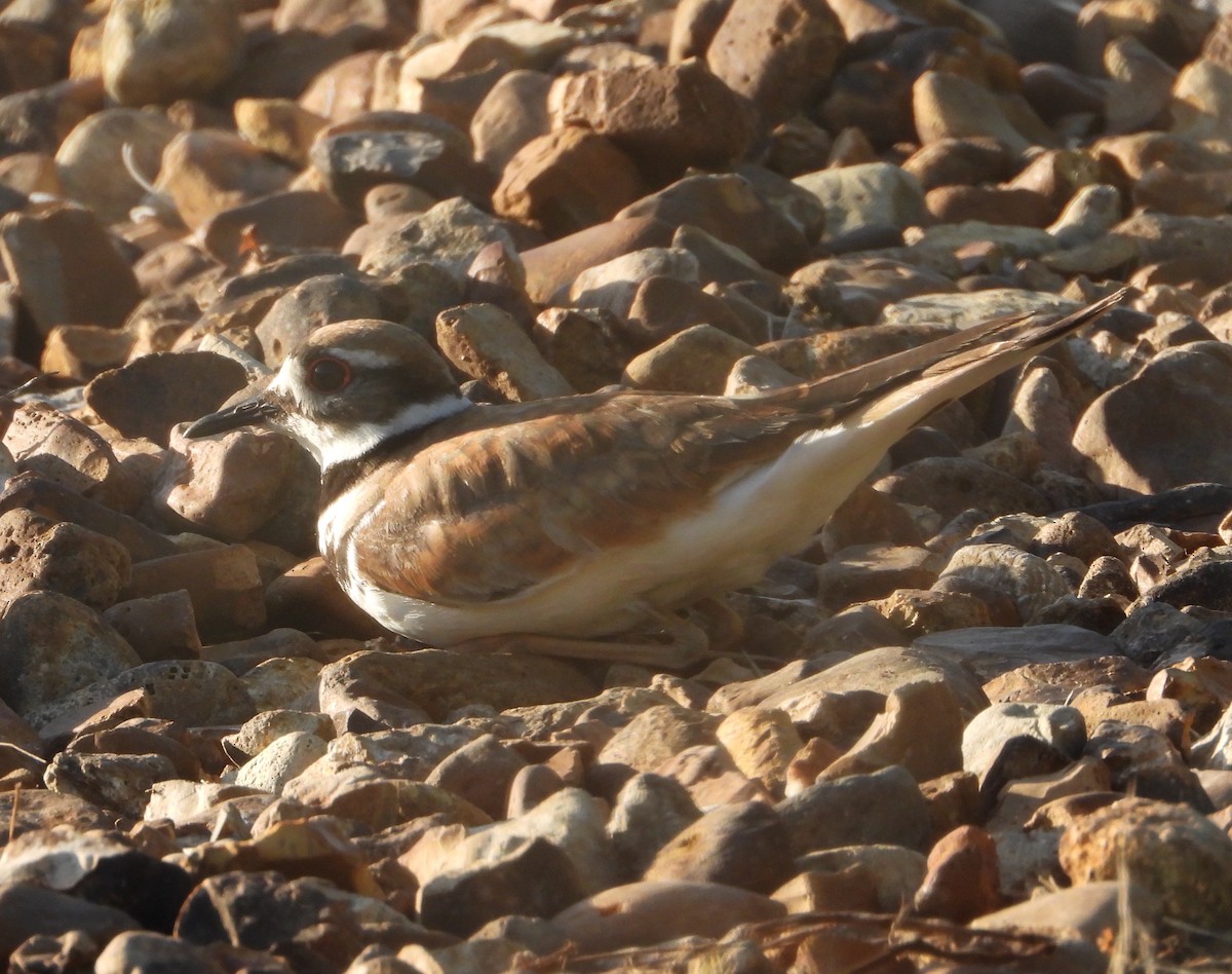 Killdeer - ML619870887