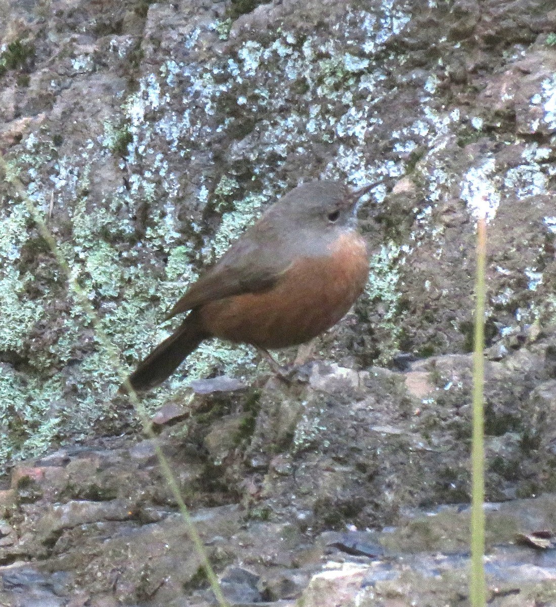 Rockwarbler - ML619870900