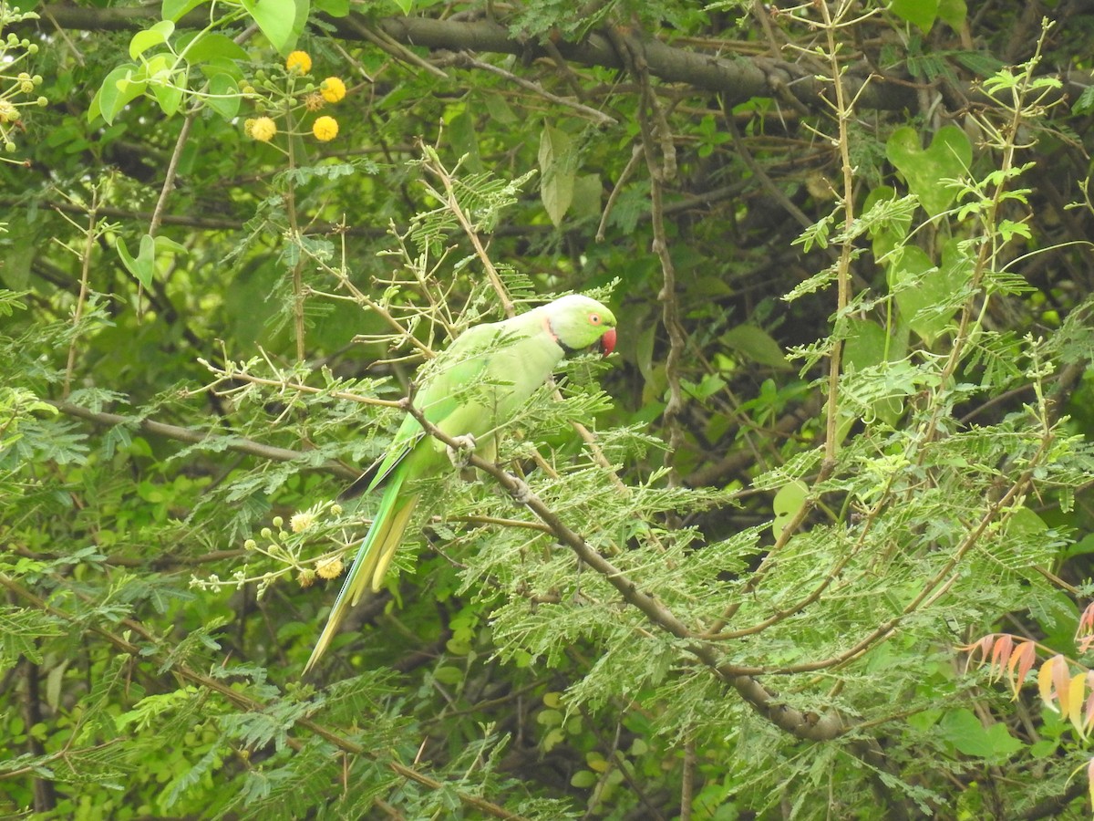 Yeşil Papağan - ML619870908