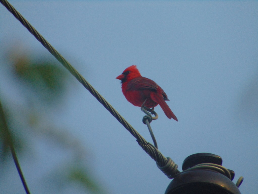 Красный кардинал [группа cardinalis] - ML619870910