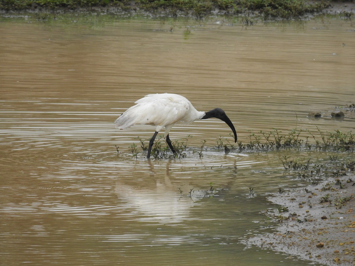 ibis černohlavý - ML619870918