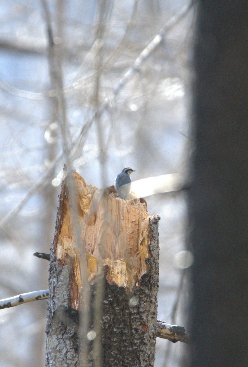 Red-breasted Nuthatch - ML619870922