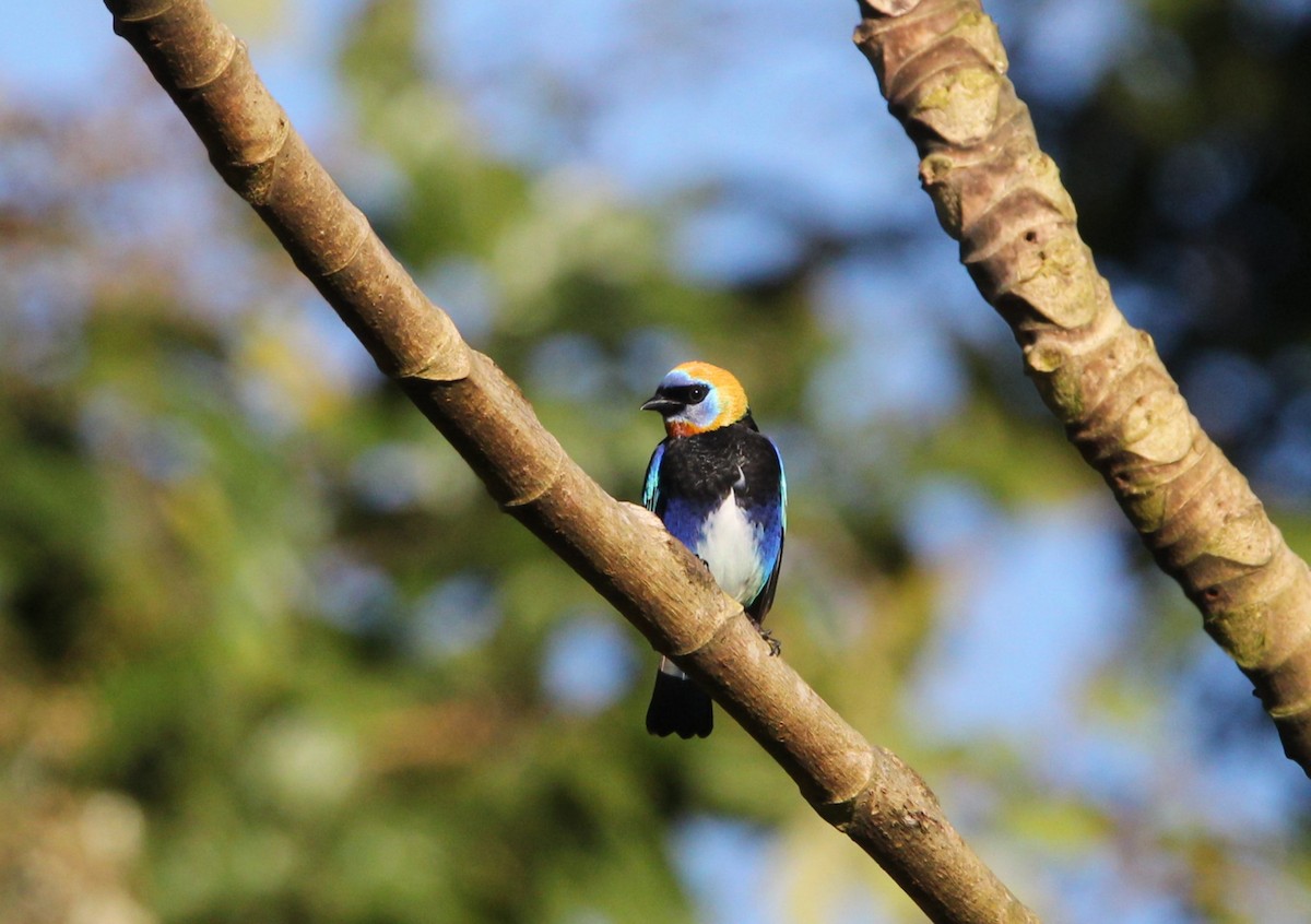 Golden-hooded Tanager - ML619870923