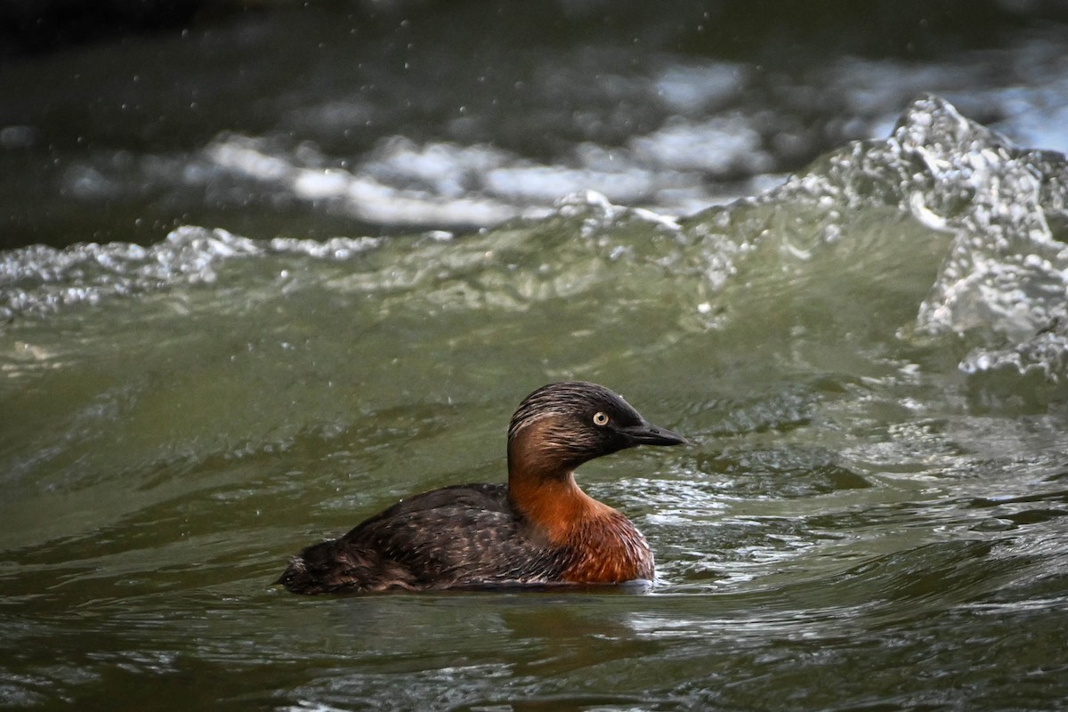 New Zealand Grebe - ML619870927