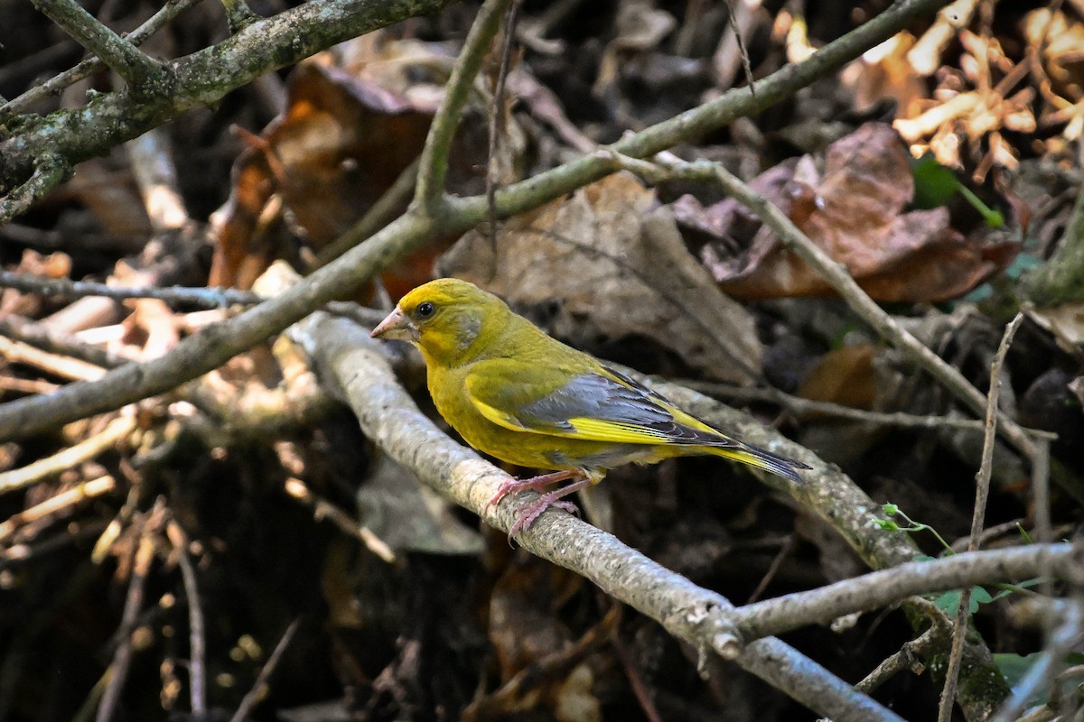 European Greenfinch - ML619870950