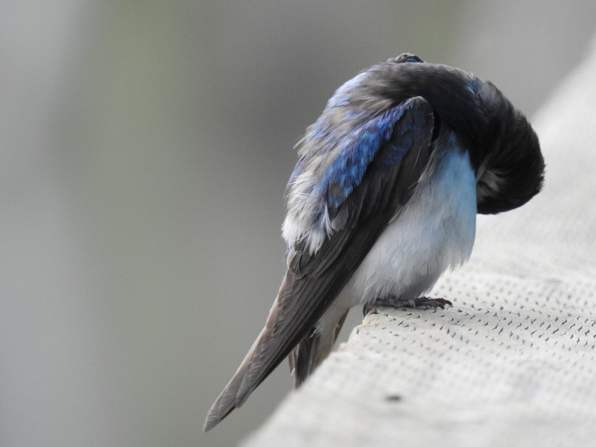 Tree Swallow - Doug Mongerson