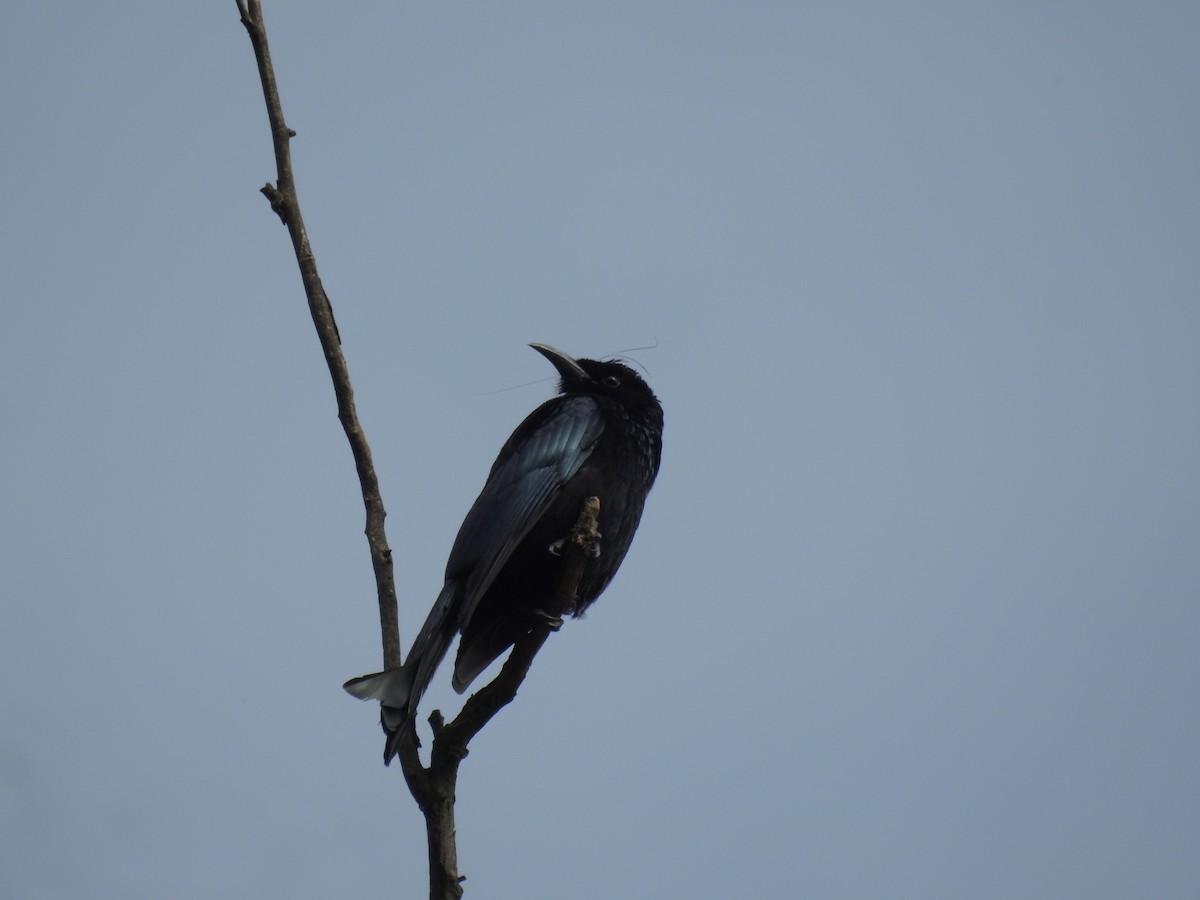 Haarbuschdrongo - ML619870972