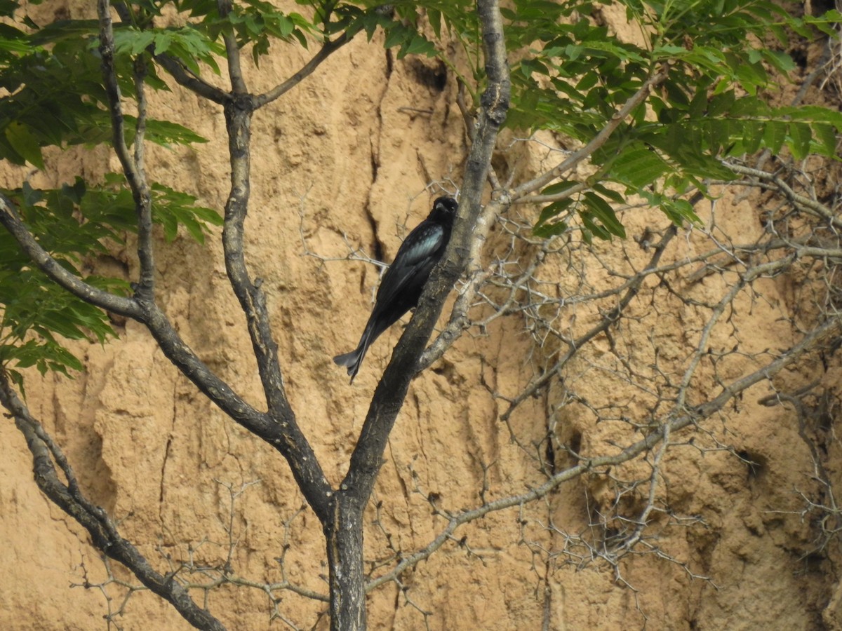 Hair-crested Drongo - ML619870975