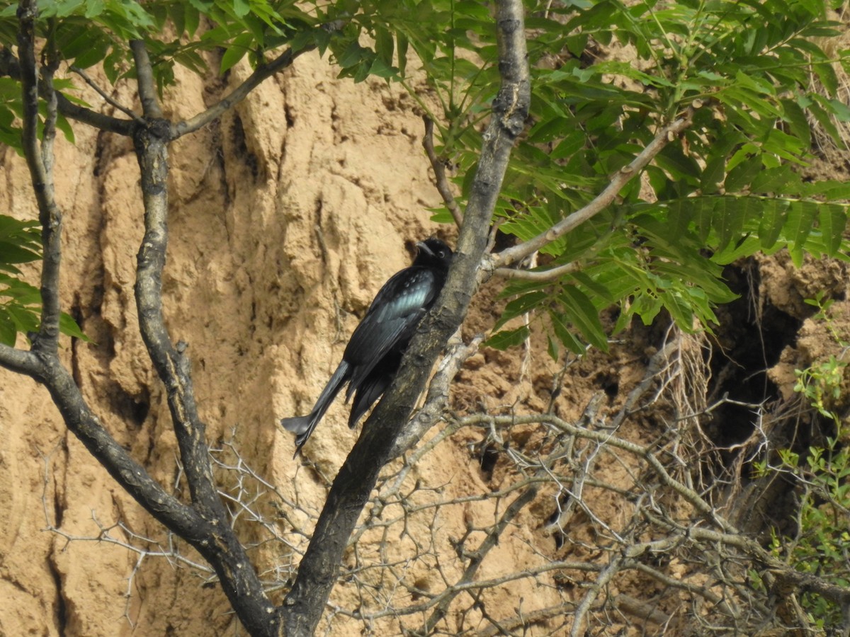 Haarbuschdrongo - ML619870978