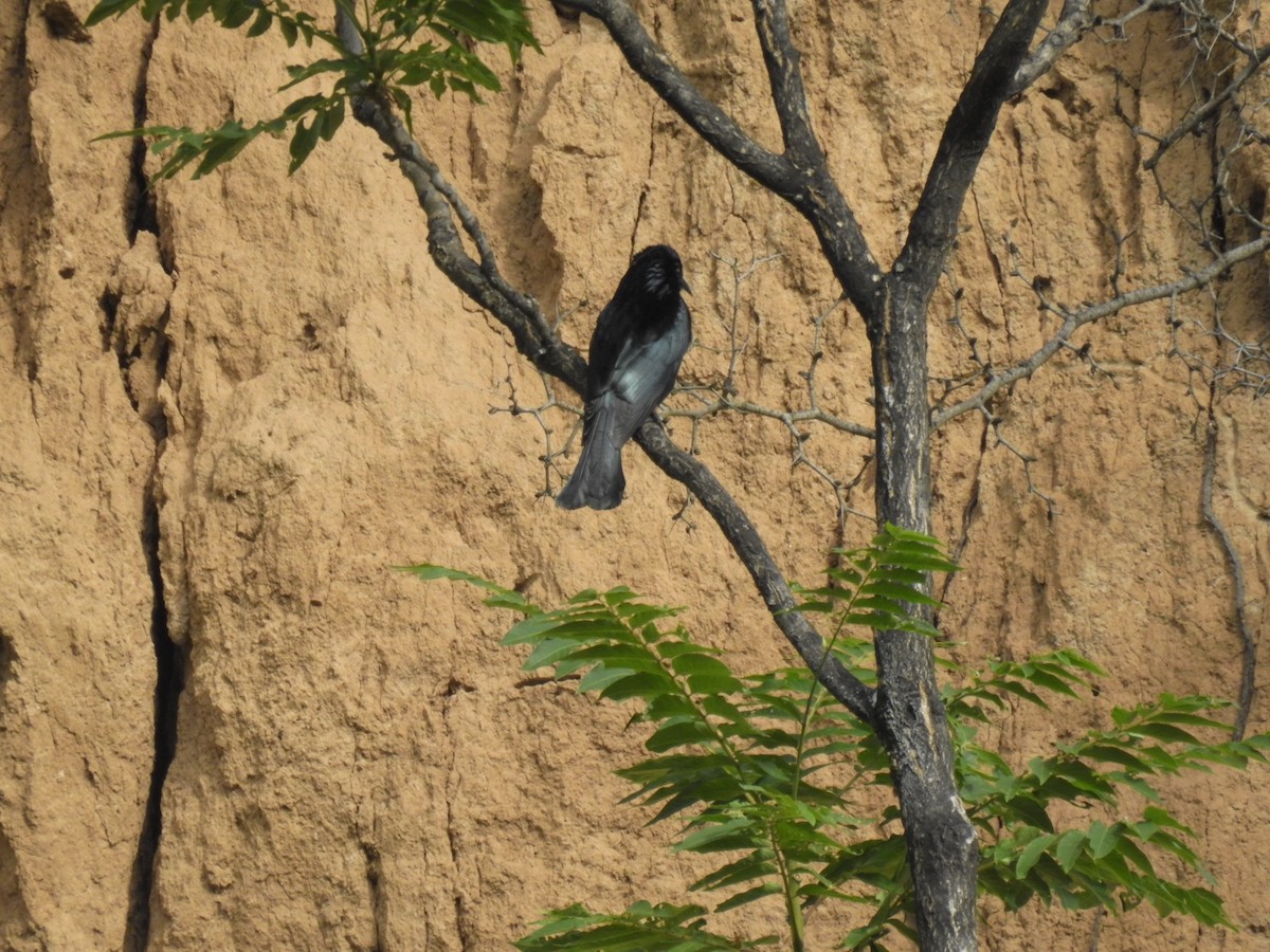 Hair-crested Drongo - ML619870979