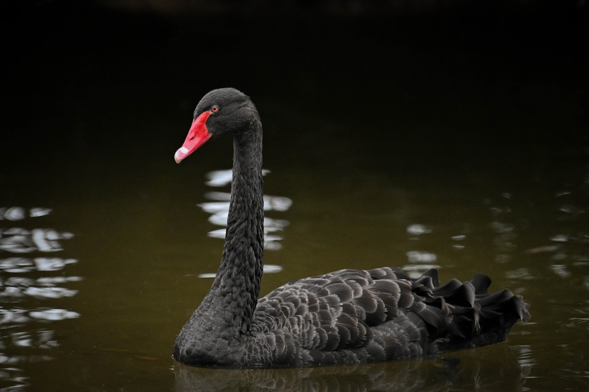 Black Swan - ML619871004