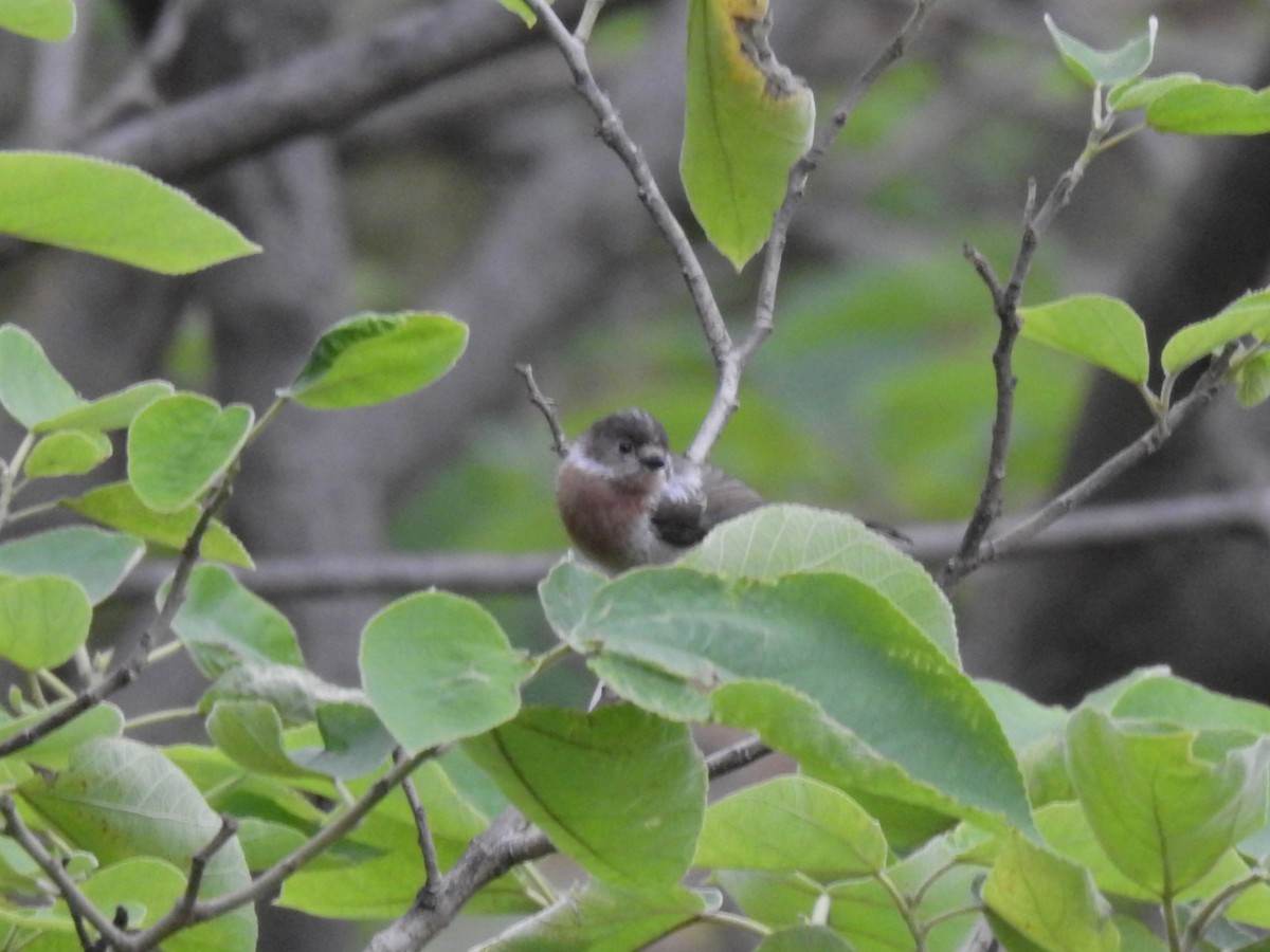 Silver-throated Tit - ML619871031