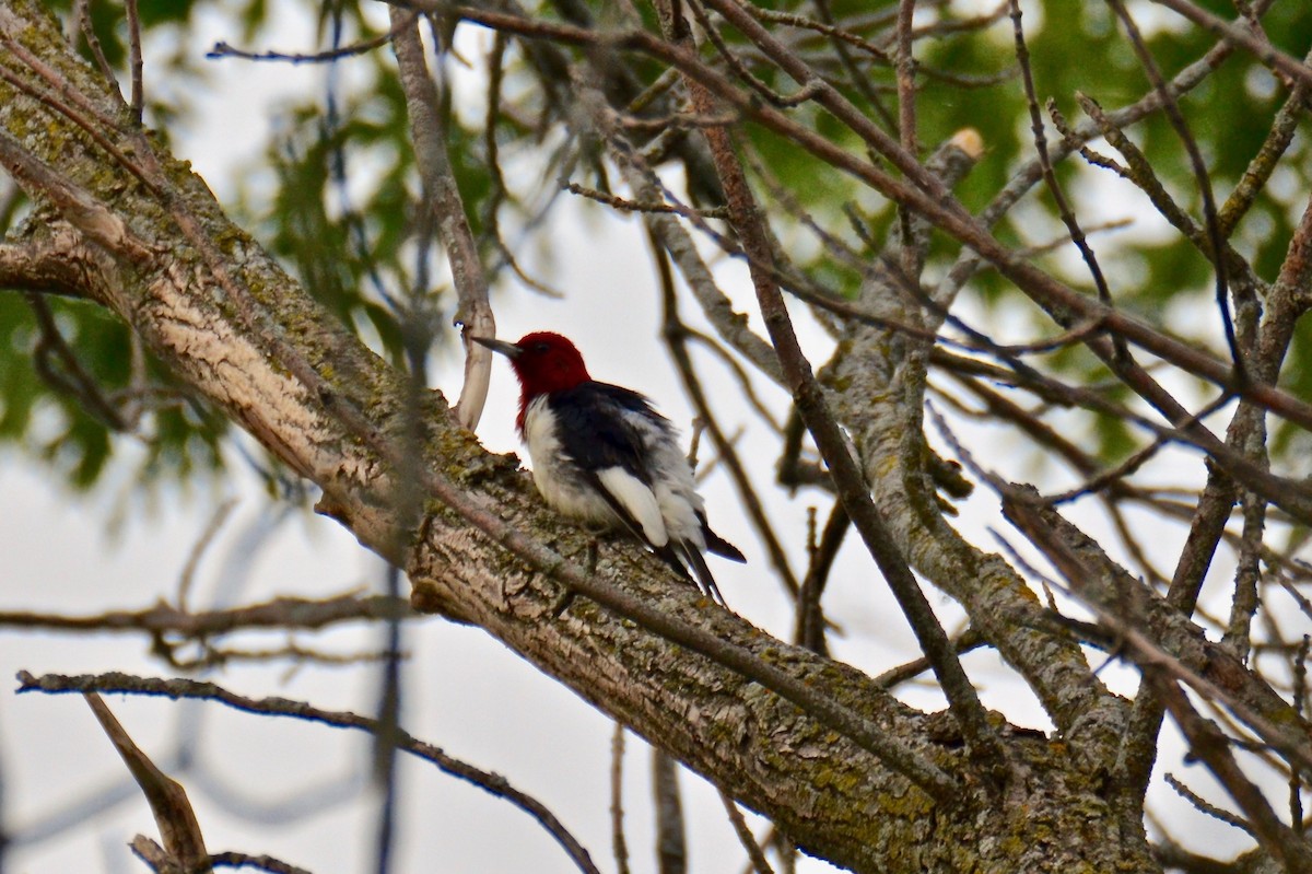Red-headed Woodpecker - Judith James