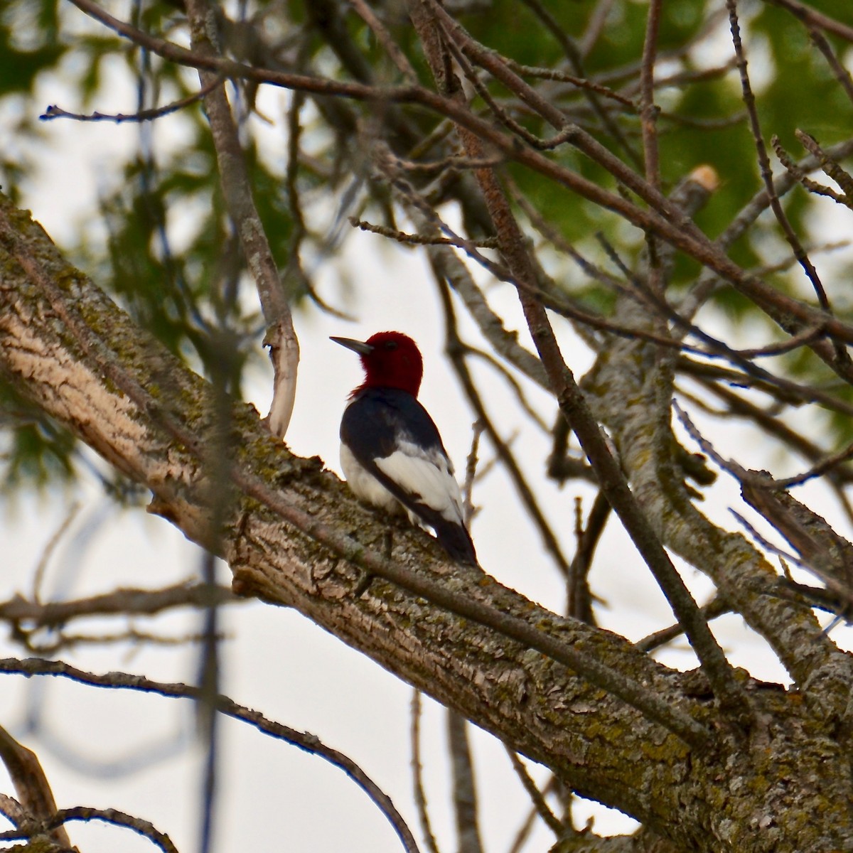 Red-headed Woodpecker - ML619871054