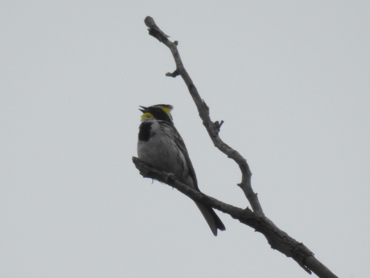 Yellow-throated Bunting - ML619871065