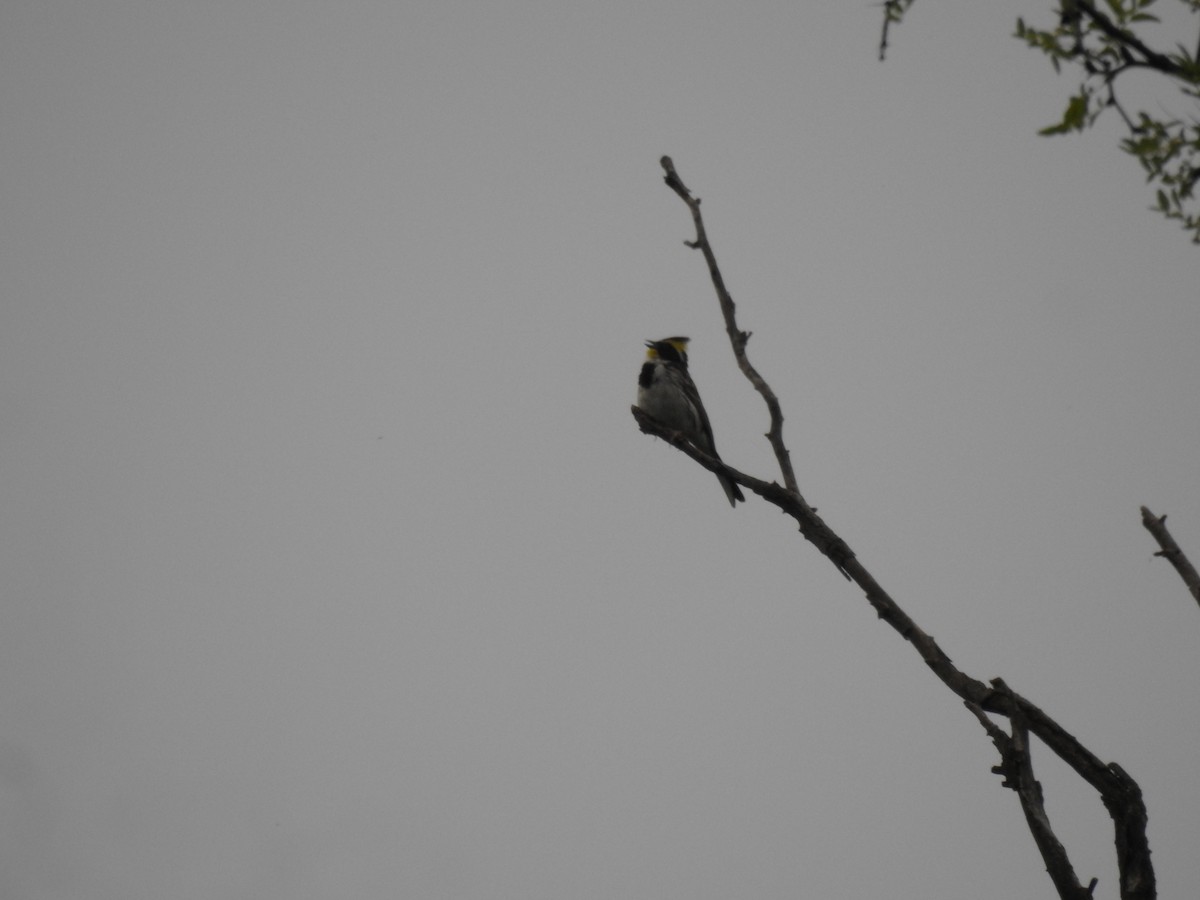 Yellow-throated Bunting - ML619871071