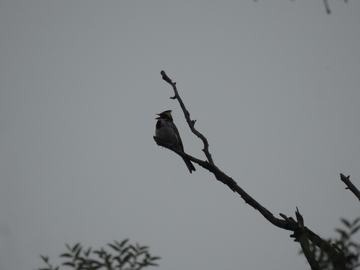 Yellow-throated Bunting - ML619871075