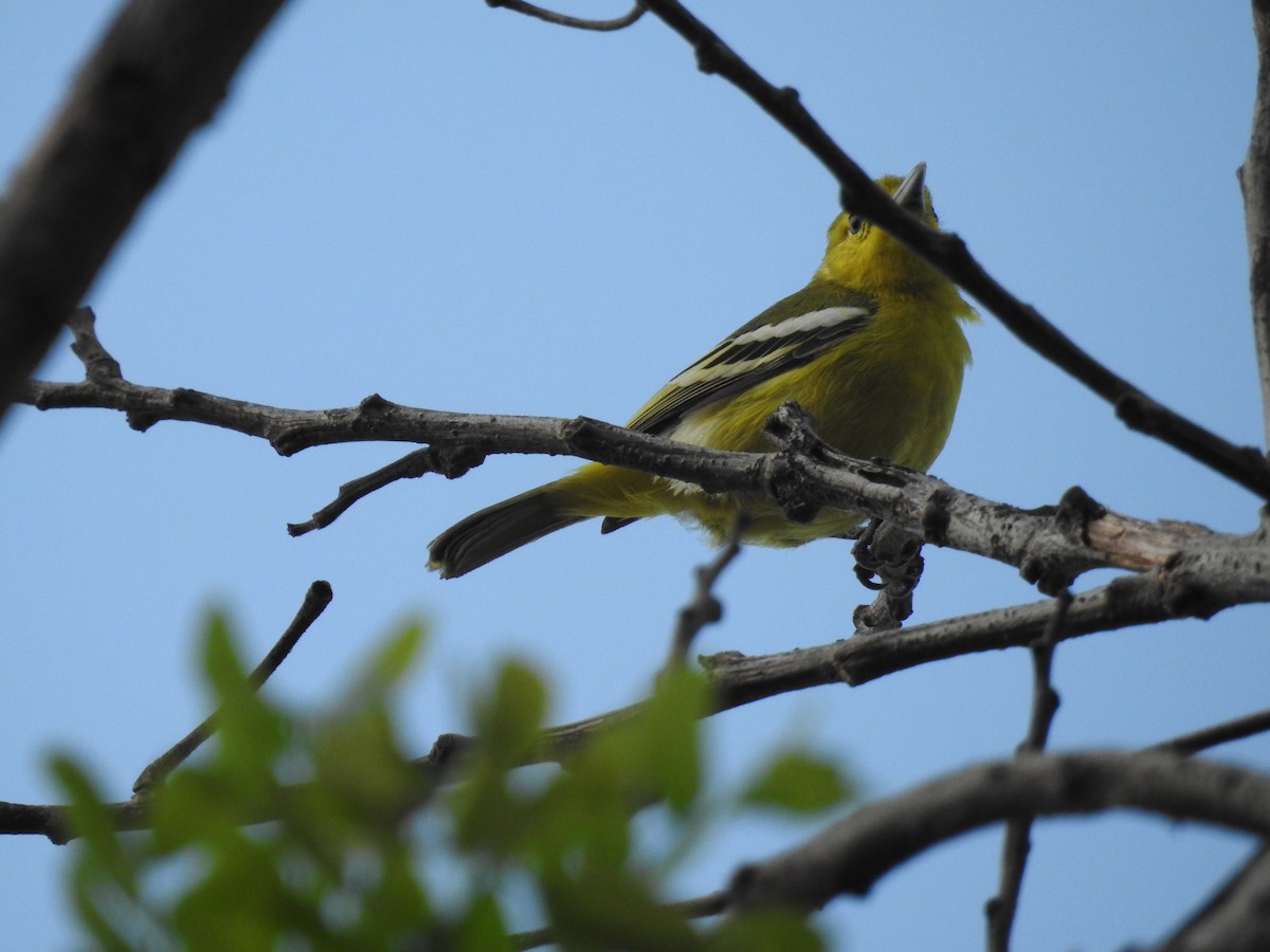 Common Iora - ML619871094