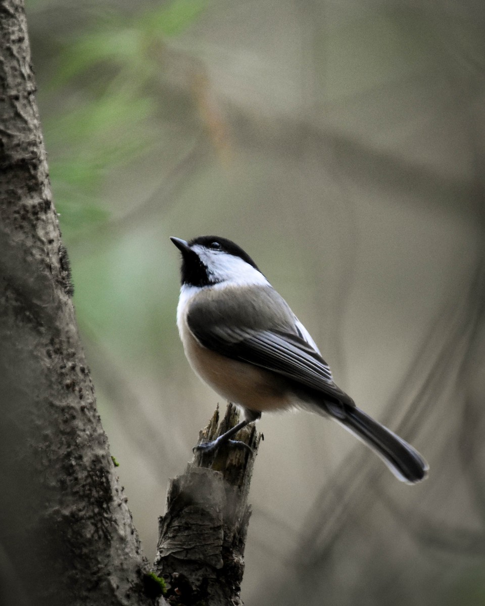 Black-capped Chickadee - ML619871101