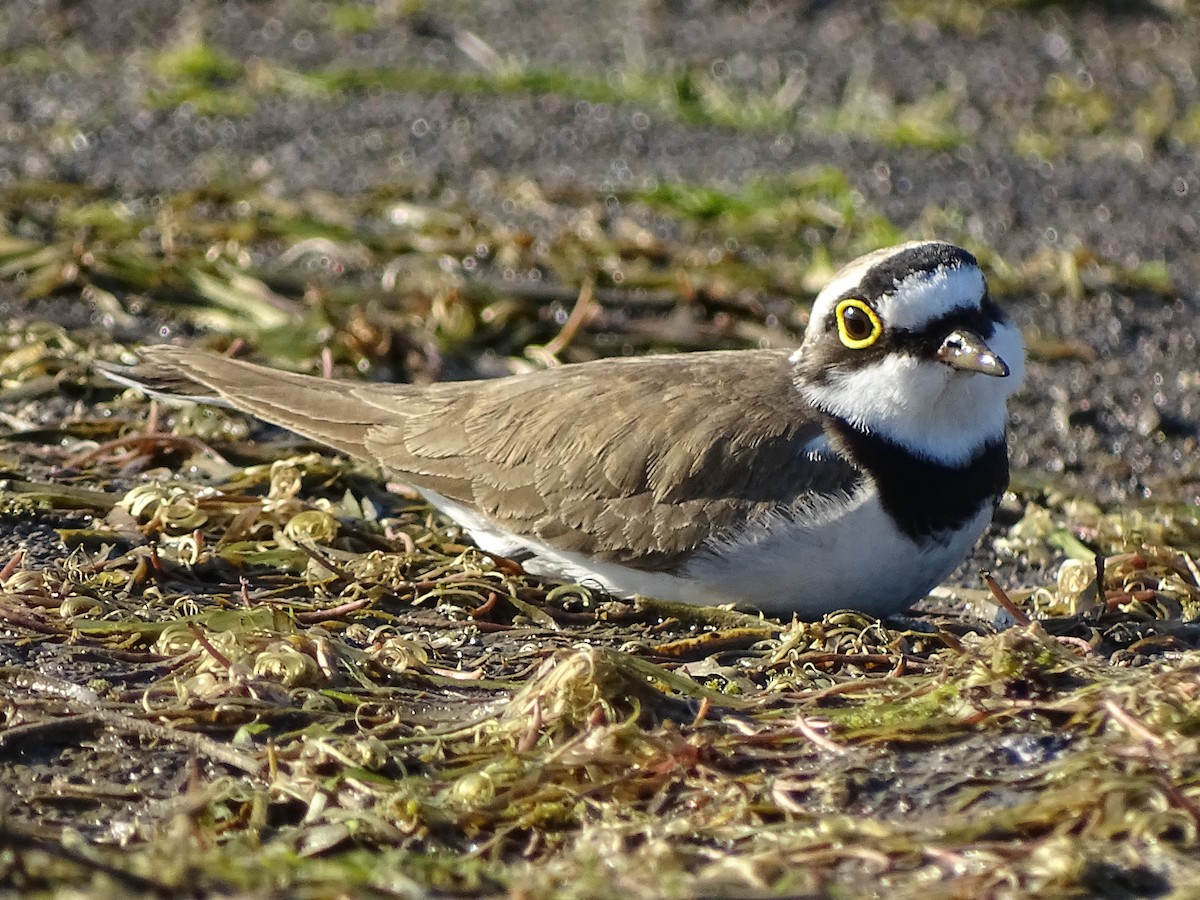 Little Ringed Plover - ML619871108