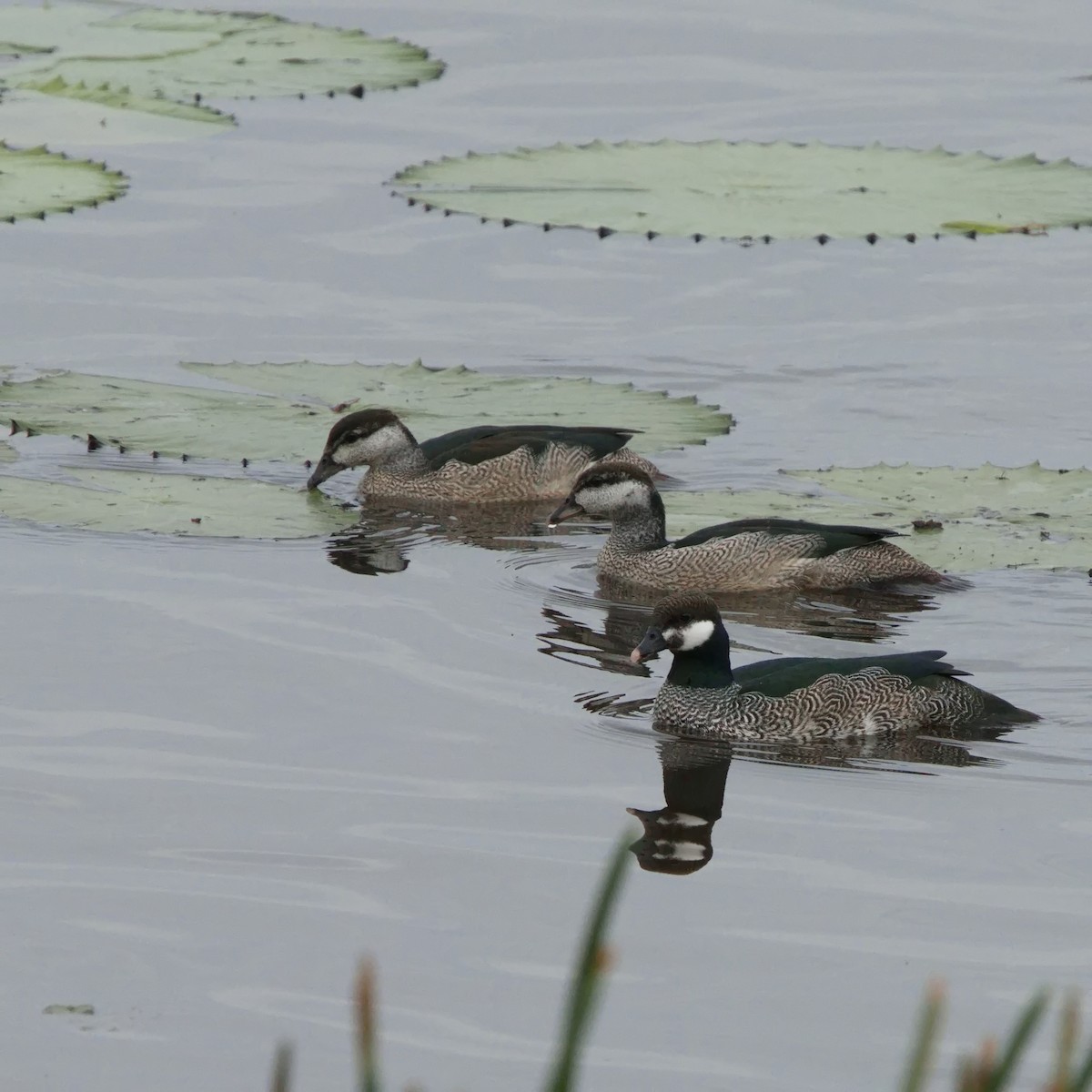 Green Pygmy-Goose - ML619871109