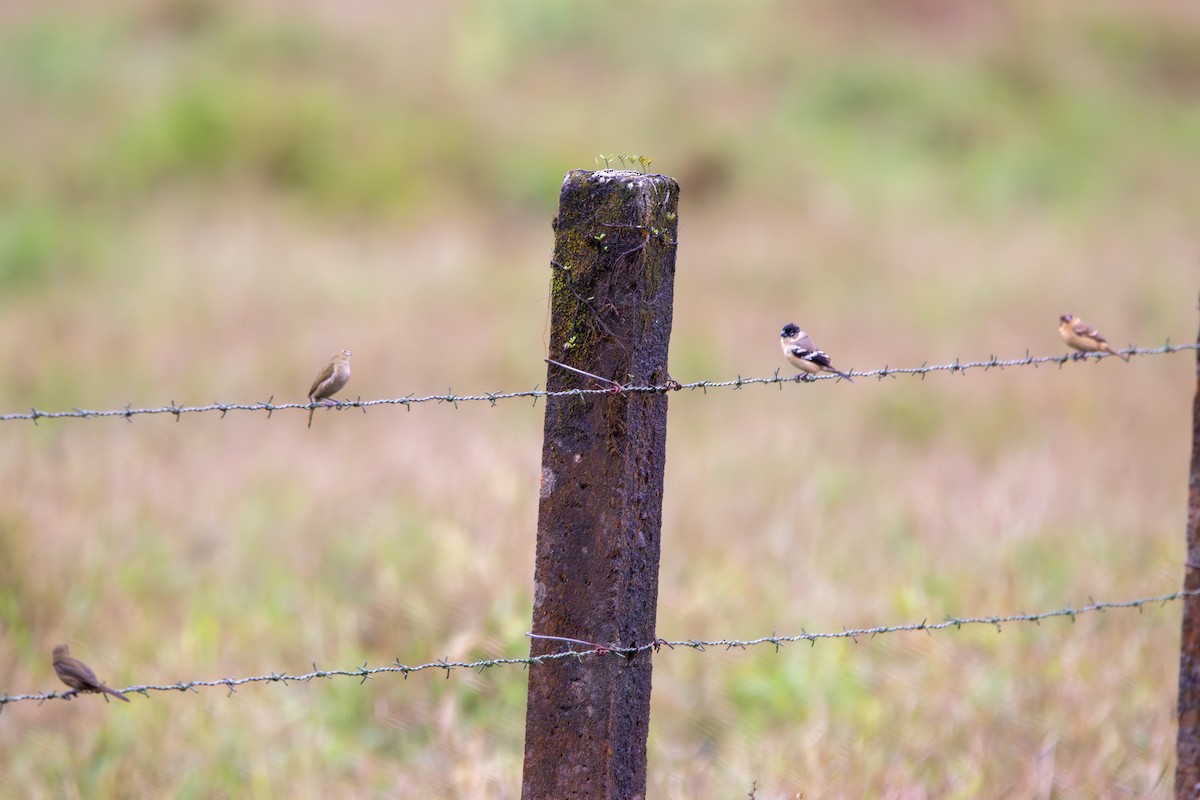 Variable Seedeater - ML619871119