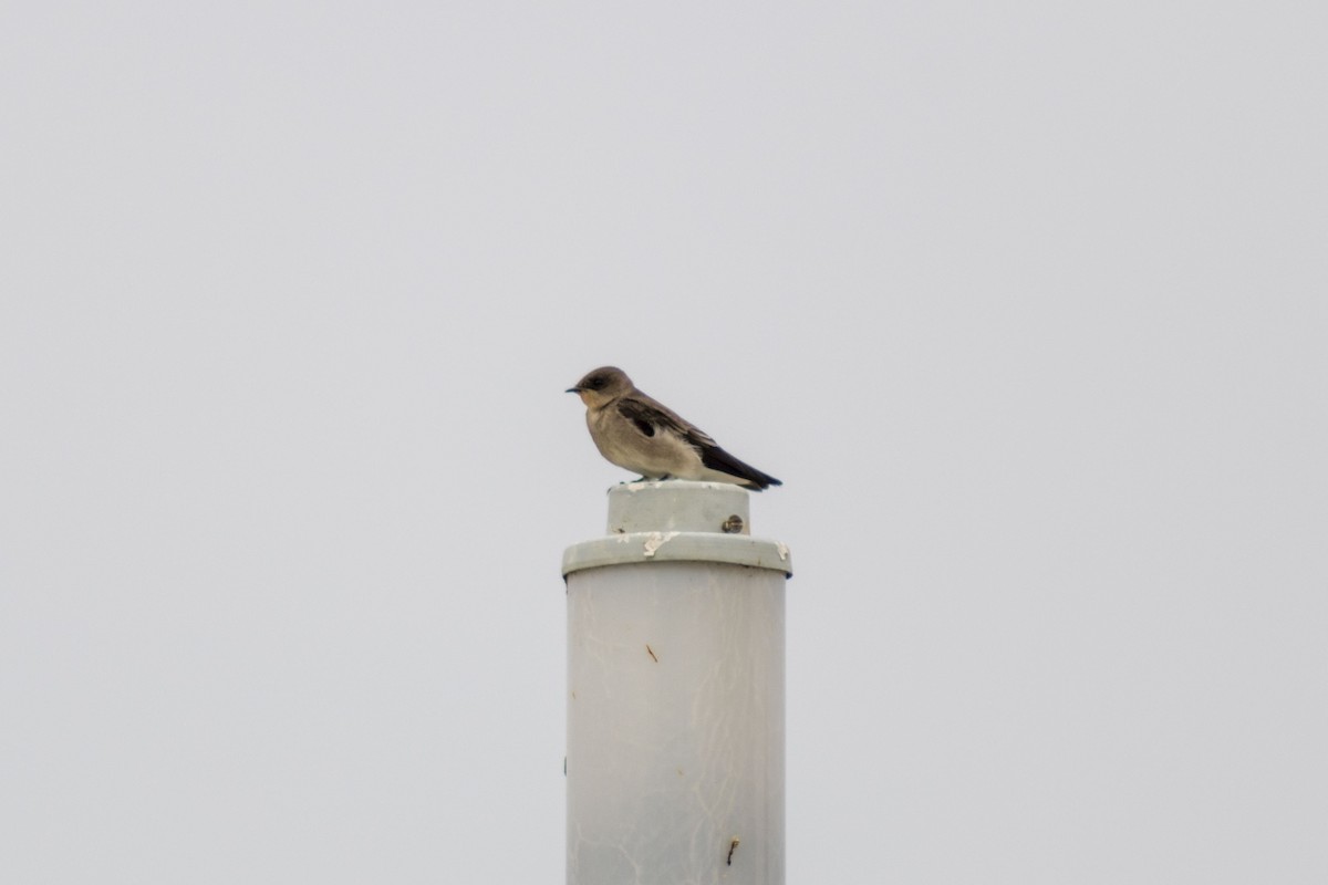 Northern Rough-winged Swallow (Northern) - ML619871122
