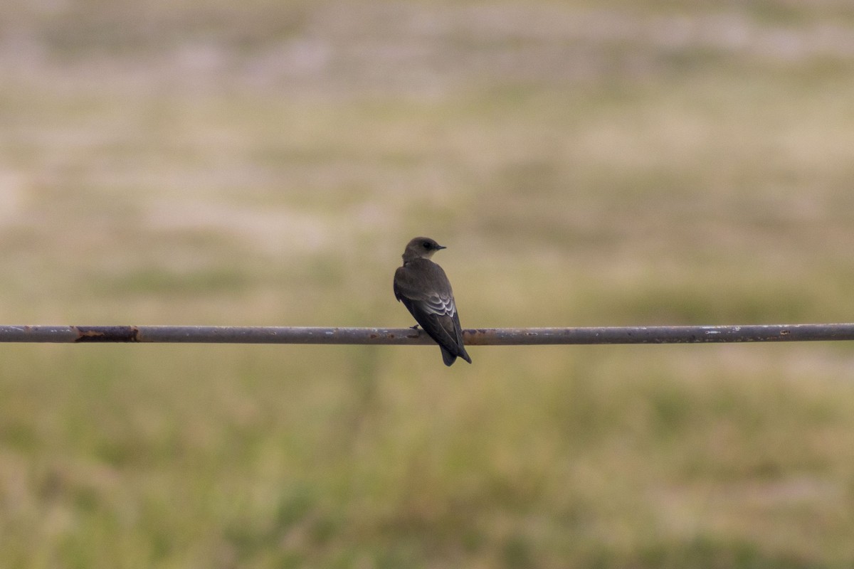 Northern Rough-winged Swallow (Northern) - ML619871124