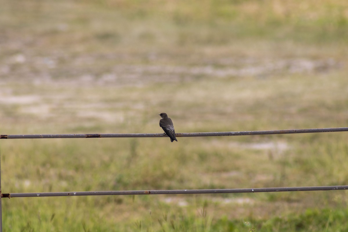 Northern Rough-winged Swallow (Northern) - ML619871126