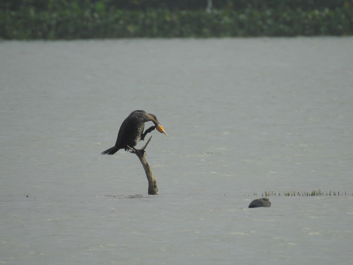 Great Cormorant - ML619871140