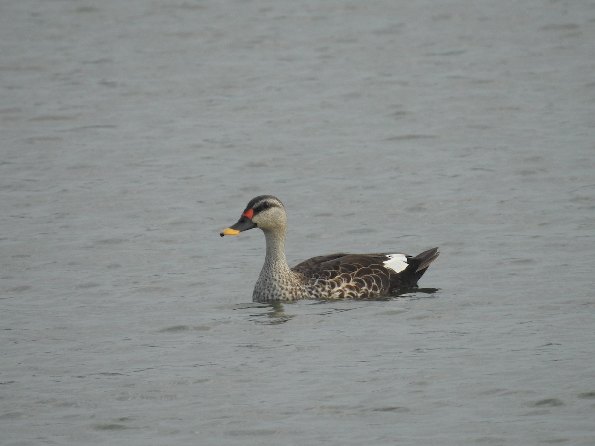 Indian Spot-billed Duck - ML619871149