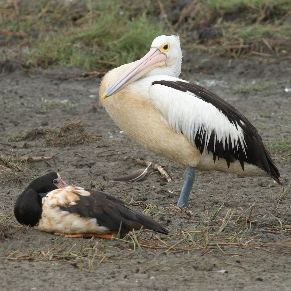 pelikán australský - ML619871150