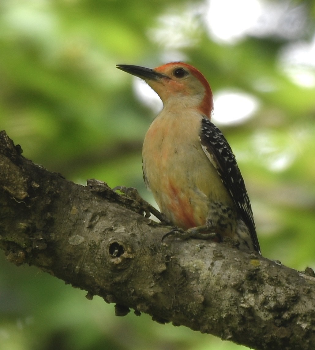 Red-bellied Woodpecker - ML619871151