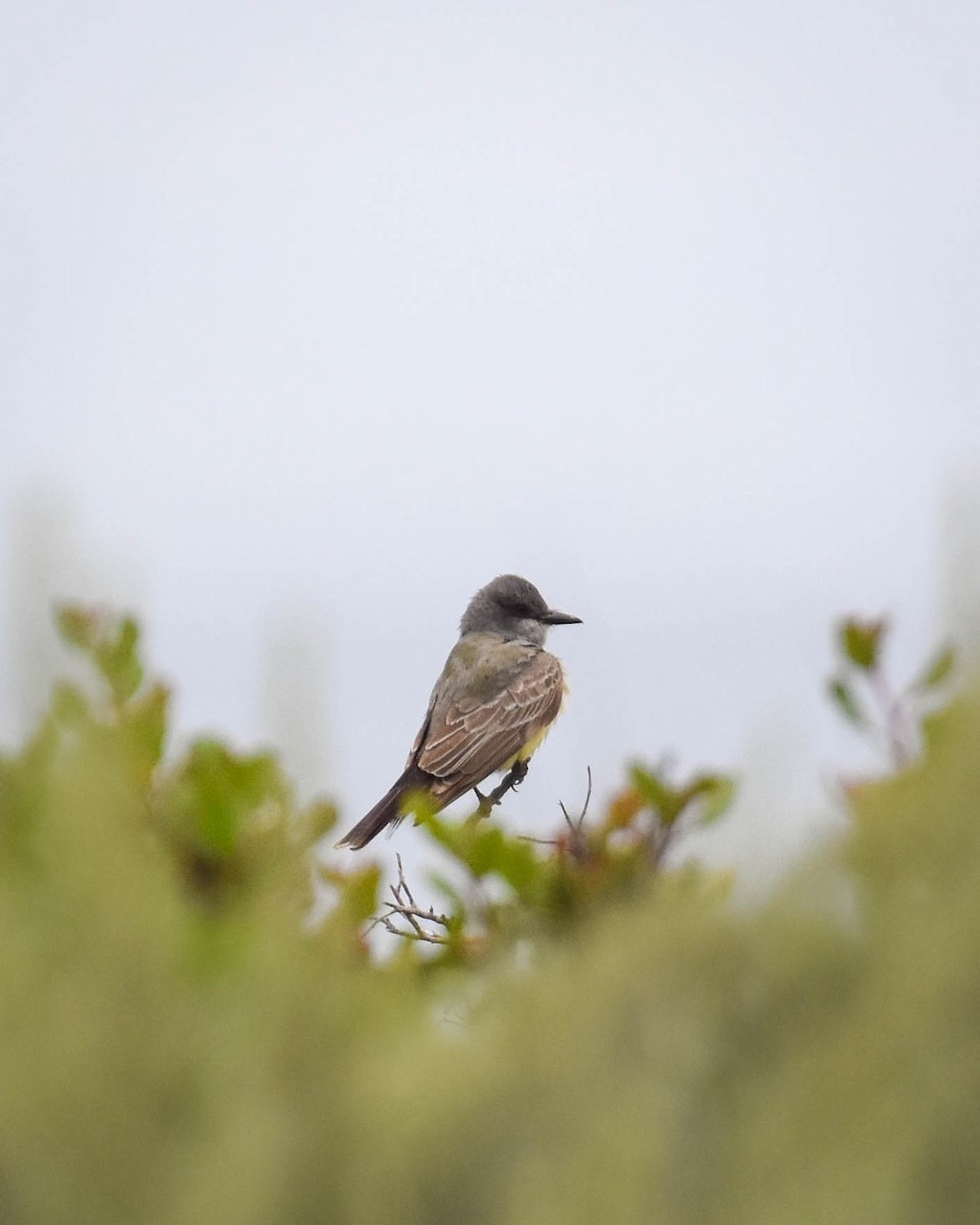 Cassin's Kingbird - ML619871158