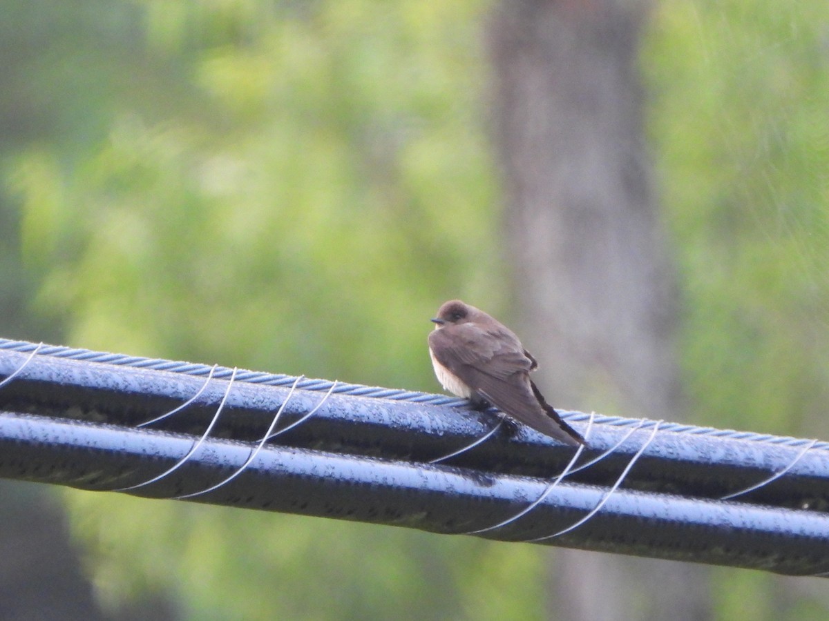 Northern Rough-winged Swallow - ML619871176