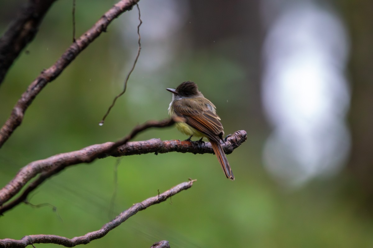 Dusky-capped Flycatcher - ML619871187