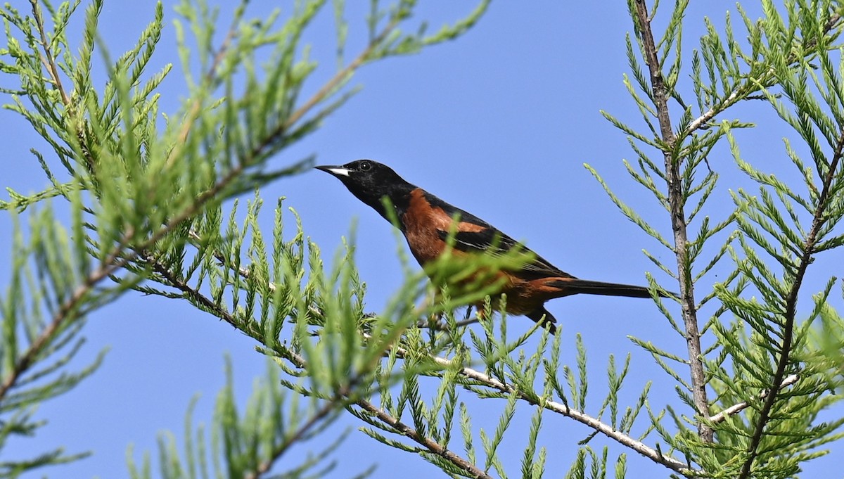 Orchard Oriole - ML619871192
