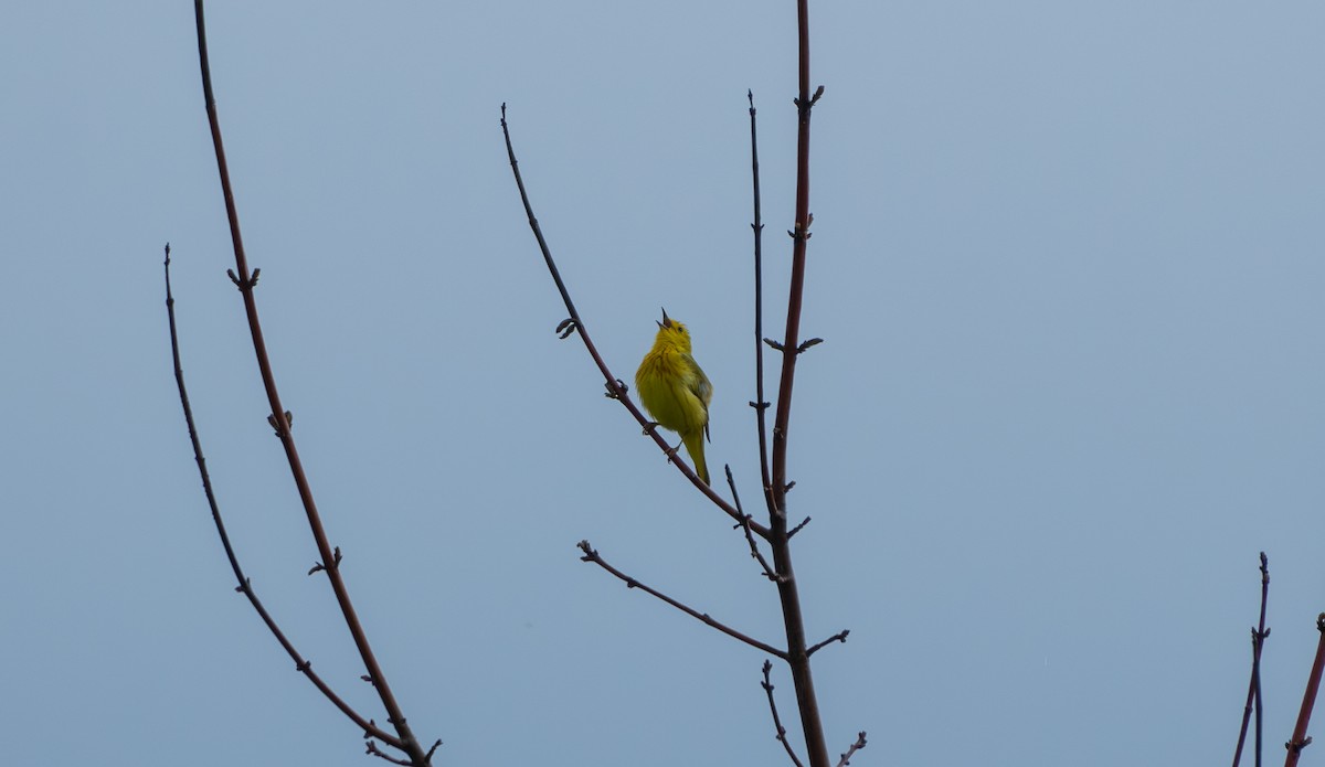 Yellow Warbler - ML619871209