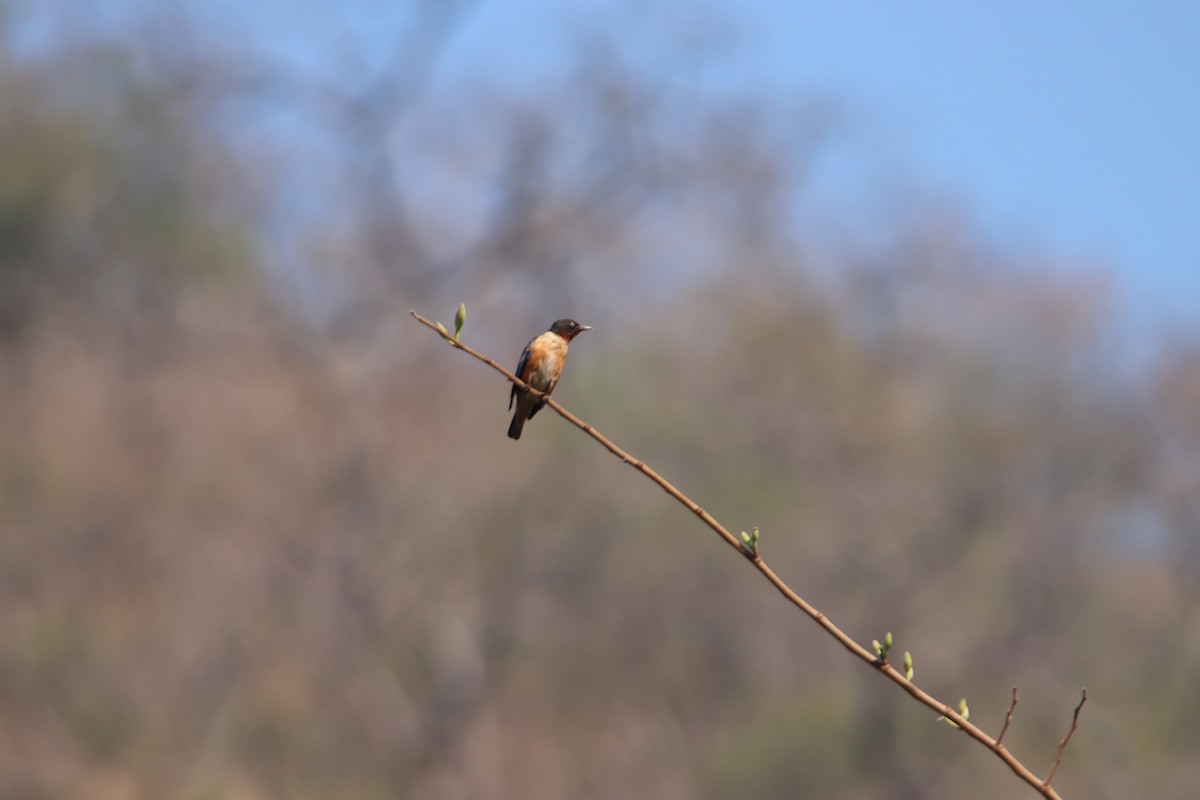 Spot-winged Starling - ML619871217