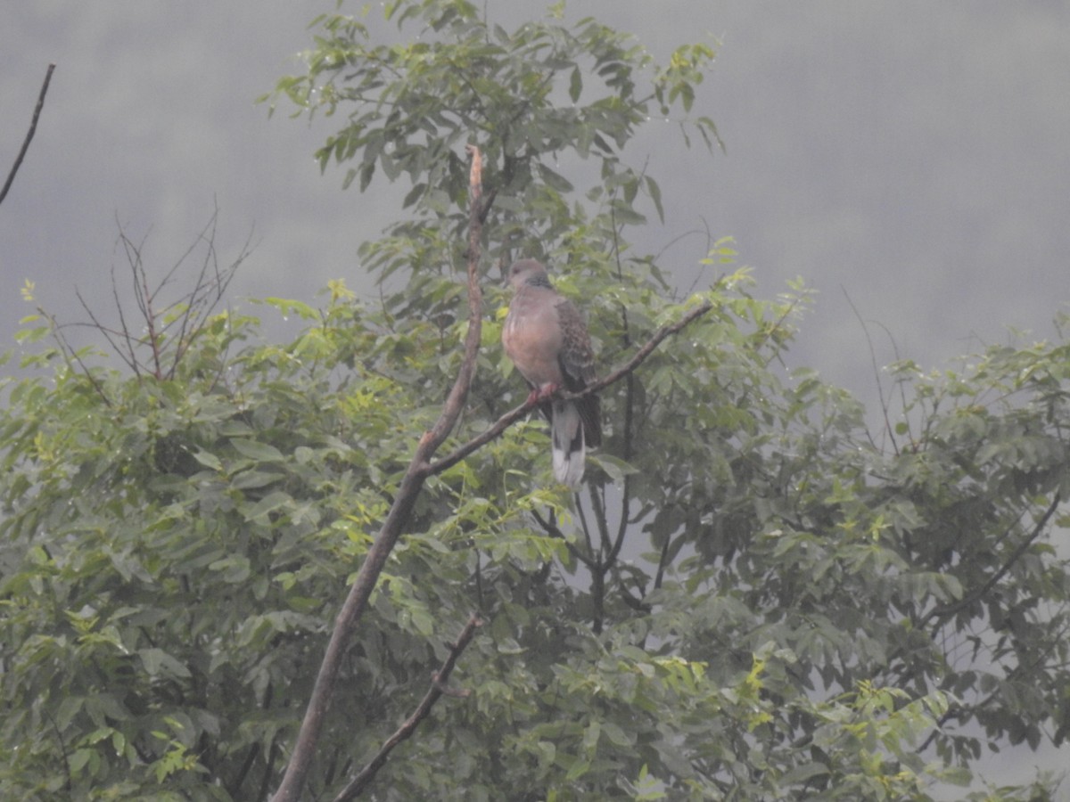 金背鳩 - ML619871218