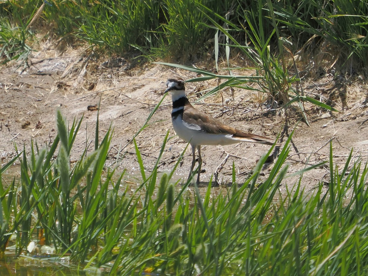 Killdeer - ML619871232