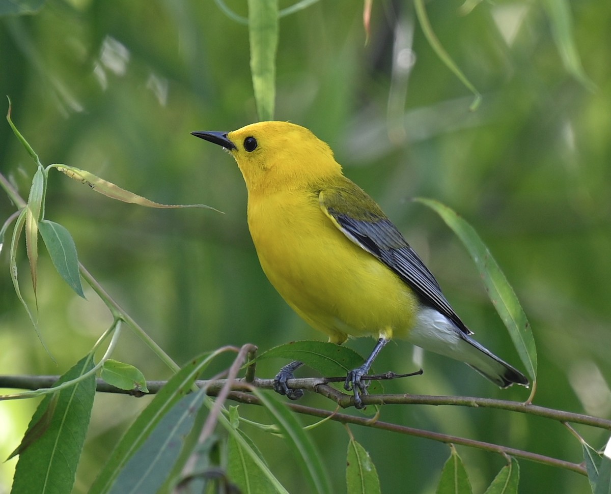 Prothonotary Warbler - ML619871243