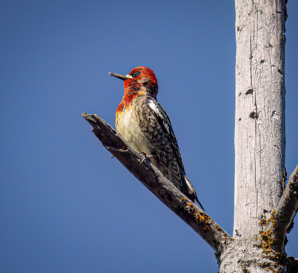 Red-breasted Sapsucker - ML619871259