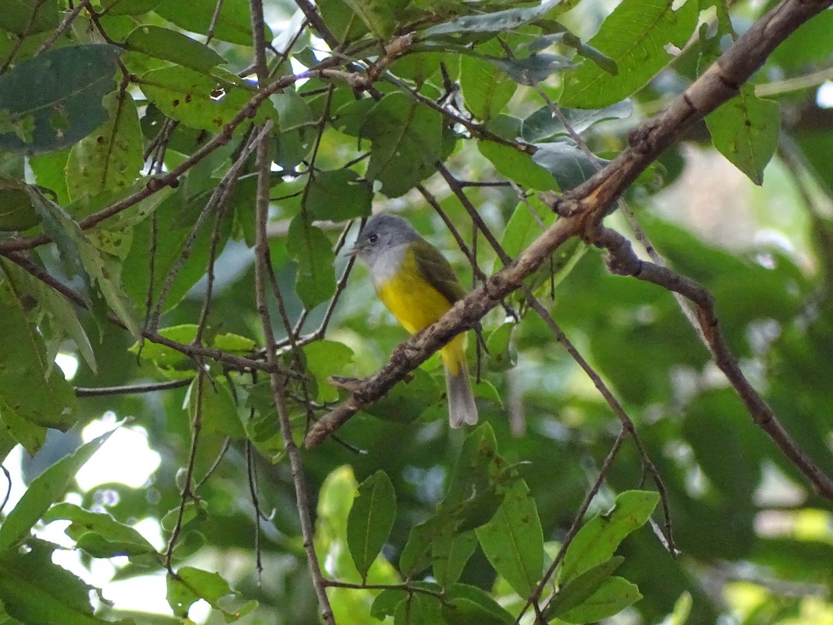 Gray-headed Canary-Flycatcher - ML619871260