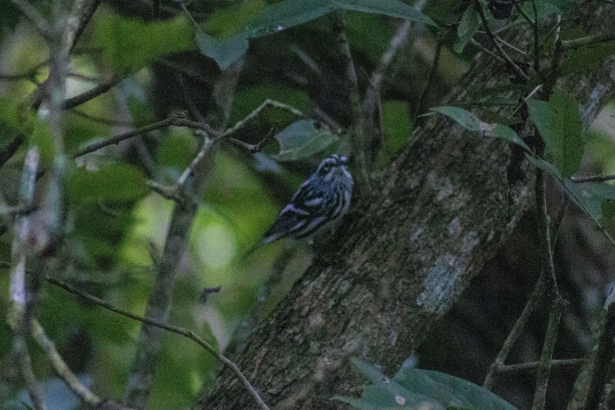 Black-and-white Warbler - ML619871262