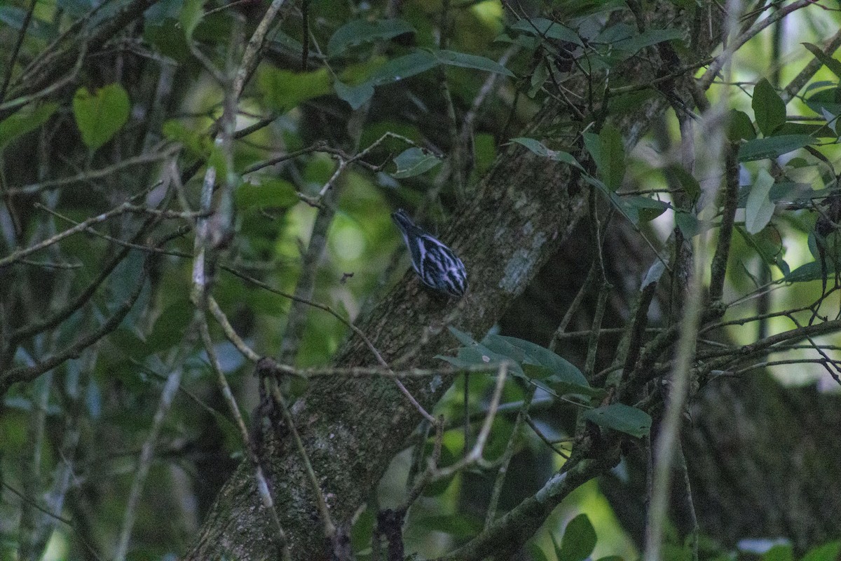 Black-and-white Warbler - ML619871265