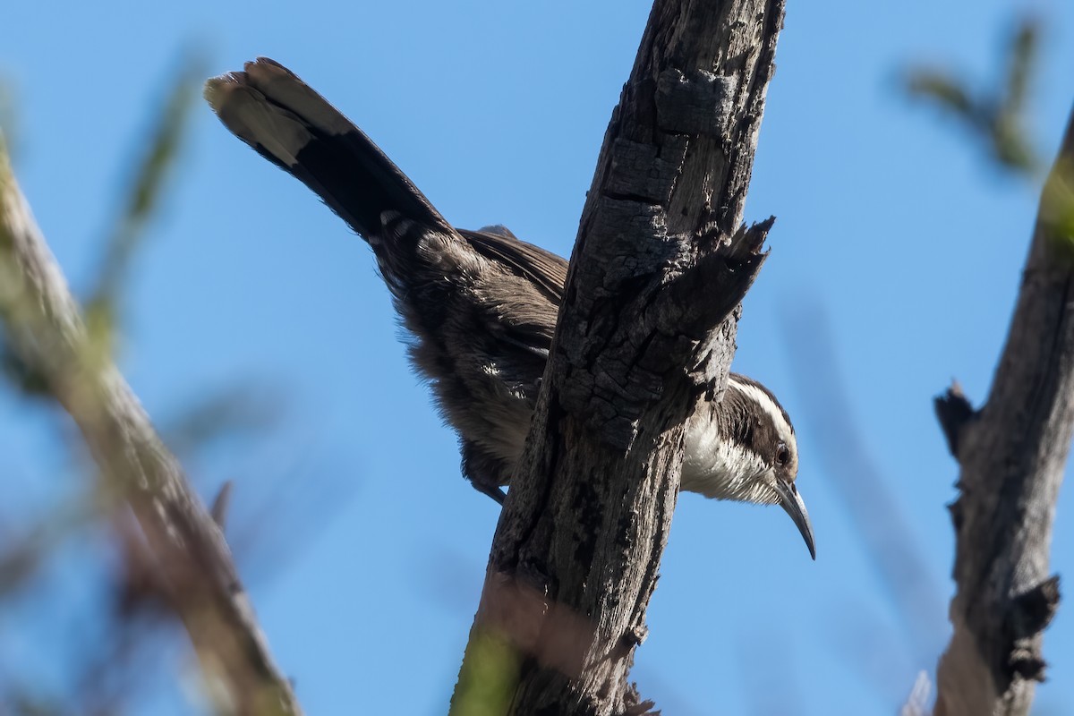 White-browed Babbler - ML619871269