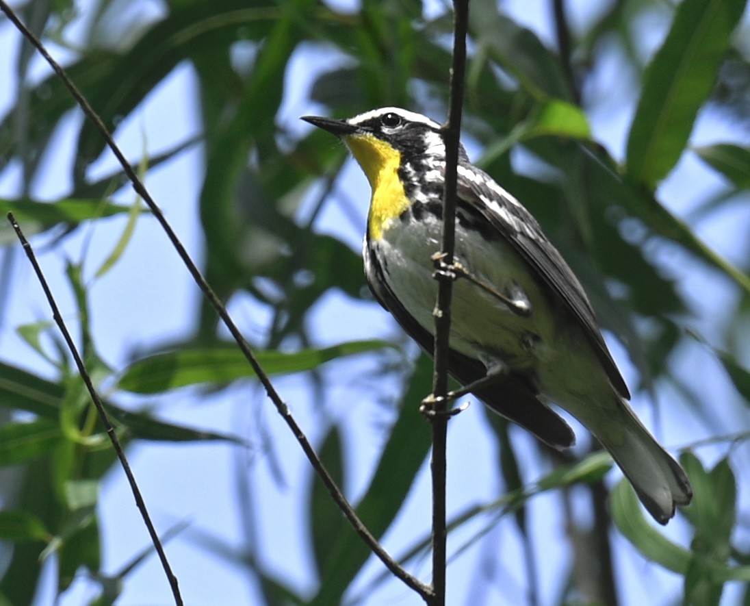 Yellow-throated Warbler - ML619871276